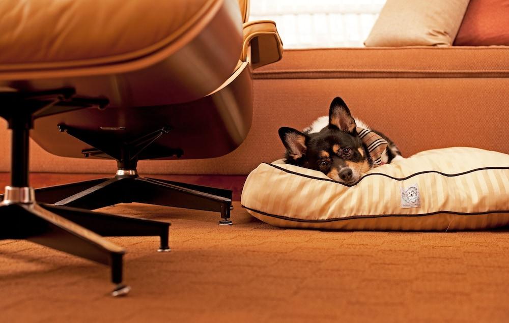Hyatt Place Gurgaon Udyog Vihar Exteriér fotografie A dog on a dog bed
